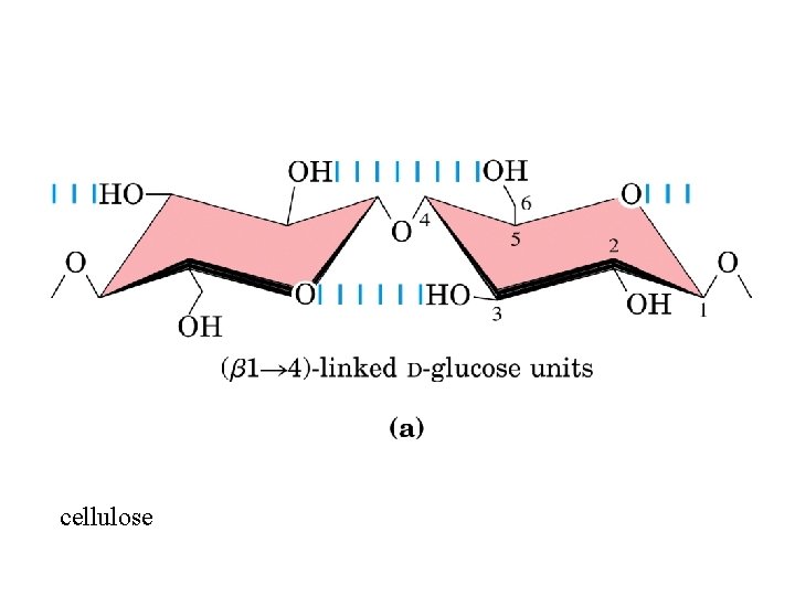 cellulose 