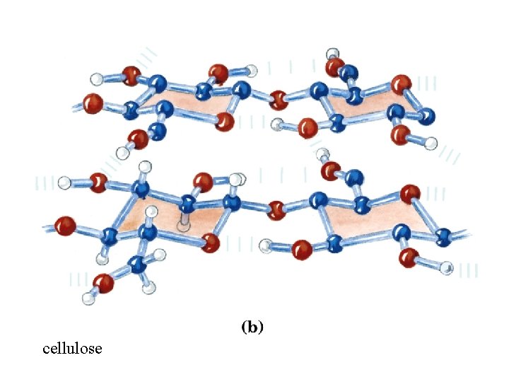 cellulose 