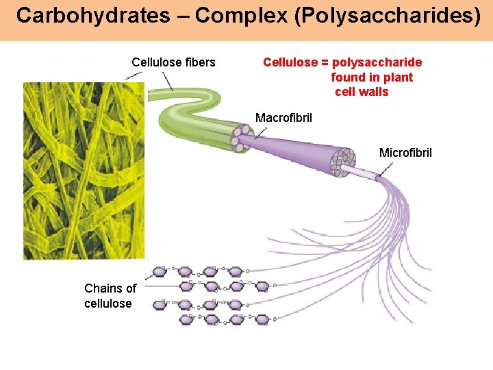 Carbohydrates – Complex (Polysaccharides) Cellulose fibers Cellulose = polysaccharide found in plant cell walls