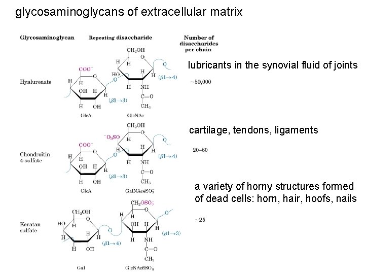 glycosaminoglycans of extracellular matrix lubricants in the synovial fluid of joints cartilage, tendons, ligaments