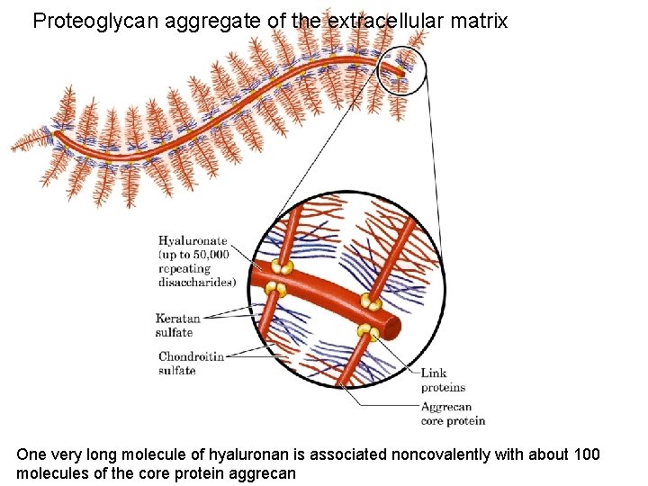 Proteoglycan aggregate of the extracellular matrix One very long molecule of hyaluronan is associated