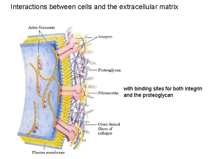 Interactions between cells and the extracellular matrix with binding sites for both integrin and