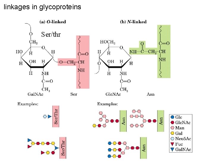 linkages in glycoproteins Ser/thr 