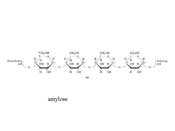 amylose 