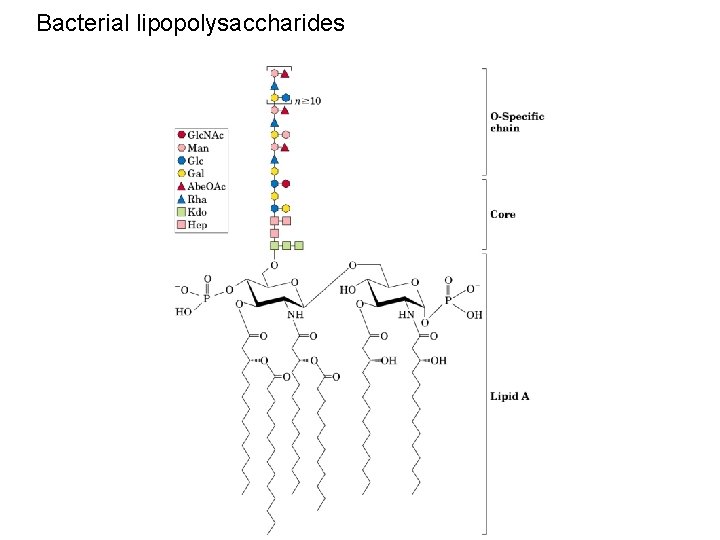 Bacterial lipopolysaccharides 