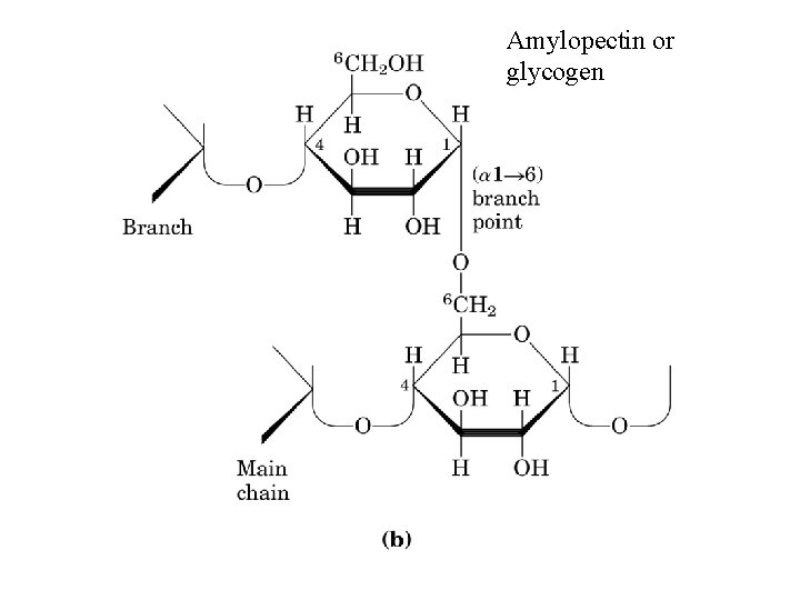 Amylopectin or glycogen 