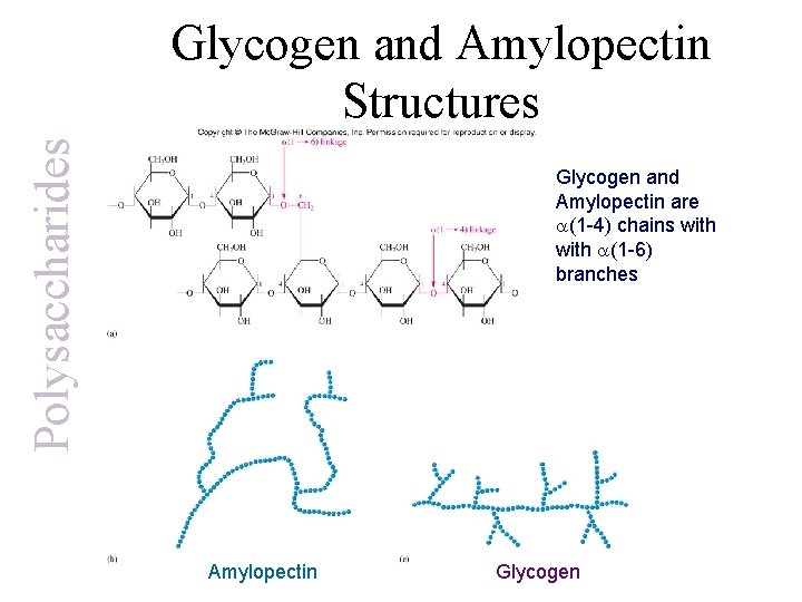 Polysaccharides Glycogen and Amylopectin Structures Glycogen and Amylopectin are a(1 -4) chains with a(1