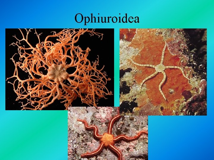 Ophiuroidea 