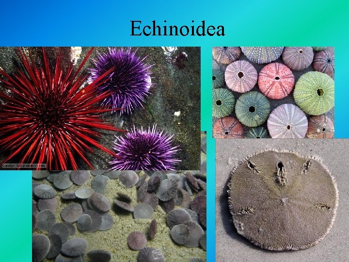 Echinoidea 