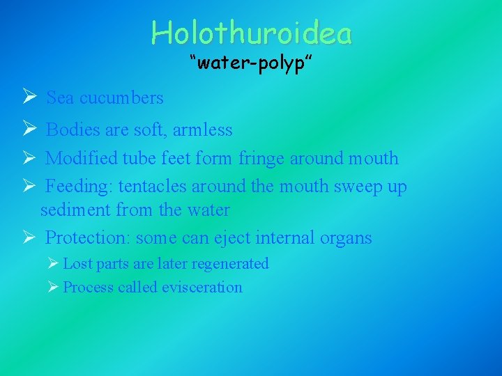 Holothuroidea “water-polyp” Ø Sea cucumbers Ø Bodies are soft, armless Ø Modified tube feet