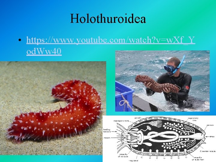 Holothuroidea • https: //www. youtube. com/watch? v=w. Xf_Y od. Ww 40 