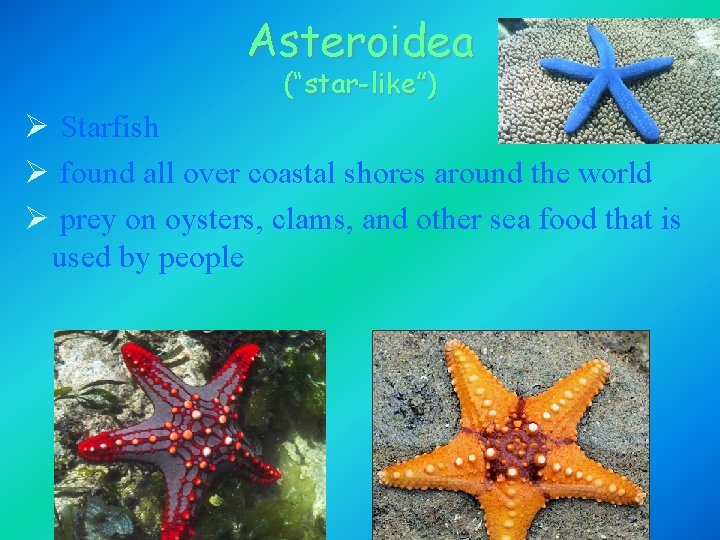 Asteroidea (“star-like”) Ø Starfish Ø found all over coastal shores around the world Ø