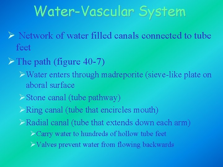 Water-Vascular System Ø Network of water filled canals connected to tube feet Ø The