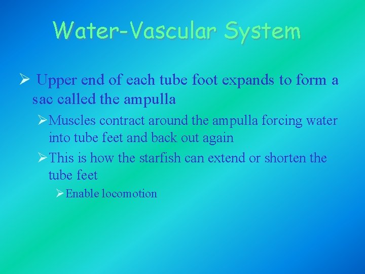 Water-Vascular System Ø Upper end of each tube foot expands to form a sac