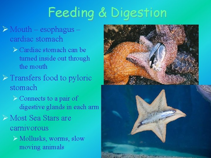 Feeding & Digestion Ø Mouth – esophagus – cardiac stomach Ø Cardiac stomach can