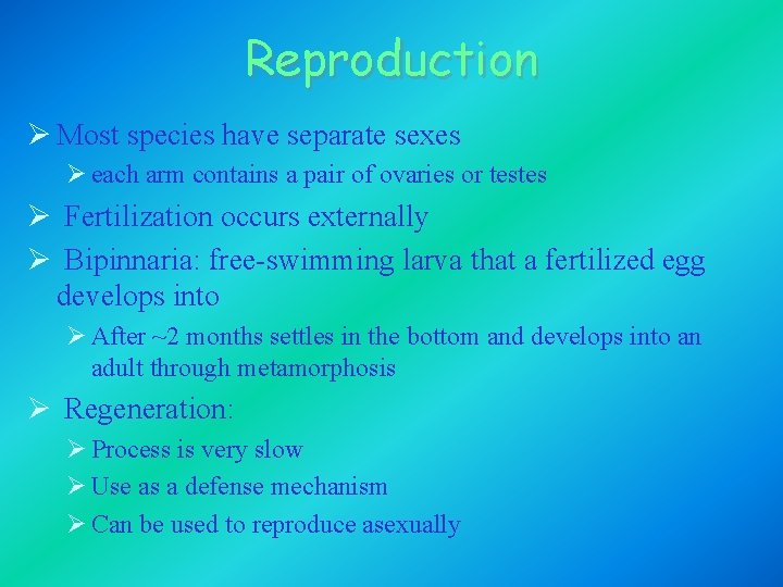 Reproduction Ø Most species have separate sexes Ø each arm contains a pair of