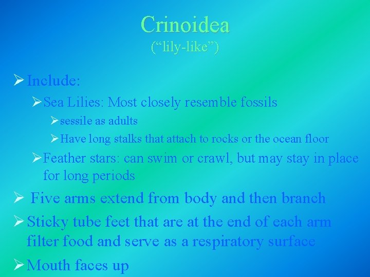 Crinoidea (“lily-like”) Ø Include: ØSea Lilies: Most closely resemble fossils Øsessile as adults ØHave