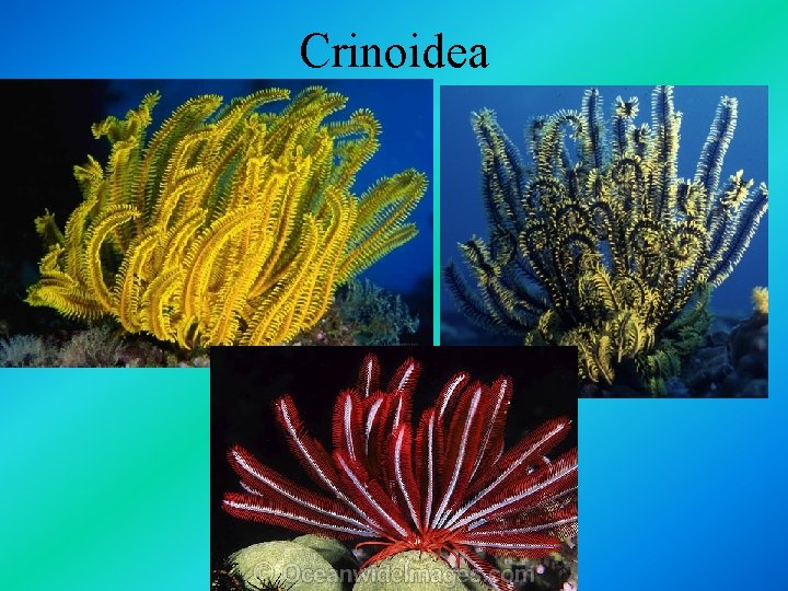 Crinoidea 