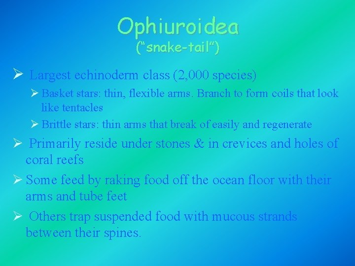 Ophiuroidea (“snake-tail”) Ø Largest echinoderm class (2, 000 species) Ø Basket stars: thin, flexible