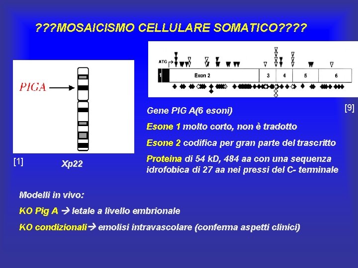 ? ? ? MOSAICISMO CELLULARE SOMATICO? ? Gene PIG A(6 esoni) Esone 1 molto