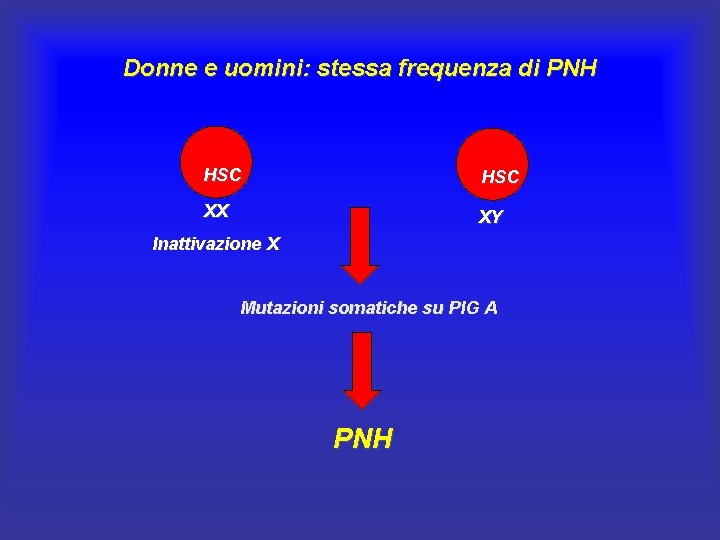 Donne e uomini: stessa frequenza di PNH HSC XX XY Inattivazione X Mutazioni somatiche Donne e uomini: stessa frequenza di PNH HSC XX XY Inattivazione X Mutazioni somatiche