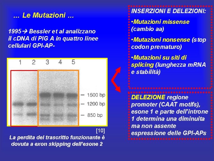 … Le Mutazioni … 1995 Bessler et al analizzano il c. DNA di PIG