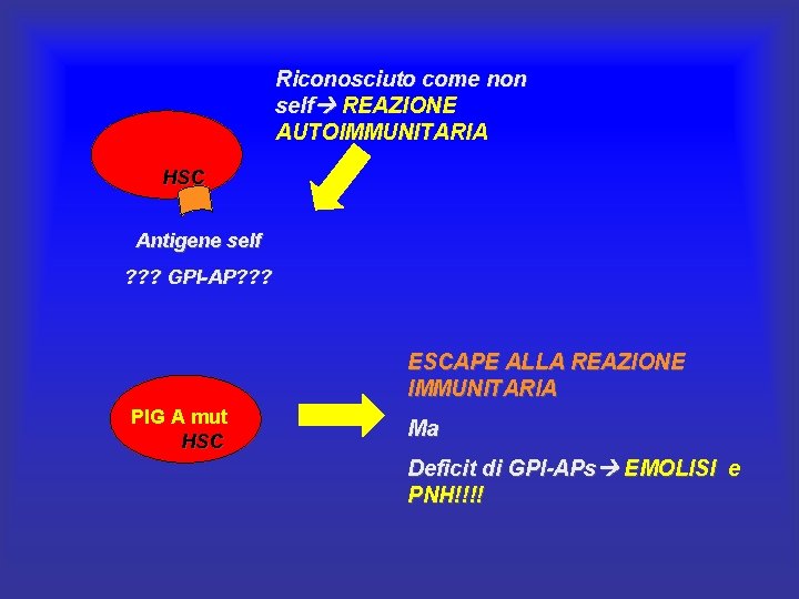 Riconosciuto come non self REAZIONE AUTOIMMUNITARIA HSC Antigene self ? ? ? GPI-AP? ? Riconosciuto come non self REAZIONE AUTOIMMUNITARIA HSC Antigene self ? ? ? GPI-AP? ?