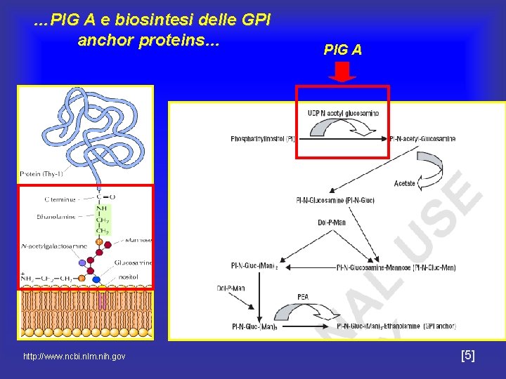 …PIG A e biosintesi delle GPI anchor proteins… http: //www. ncbi. nlm. nih. gov …PIG A e biosintesi delle GPI anchor proteins… http: //www. ncbi. nlm. nih. gov