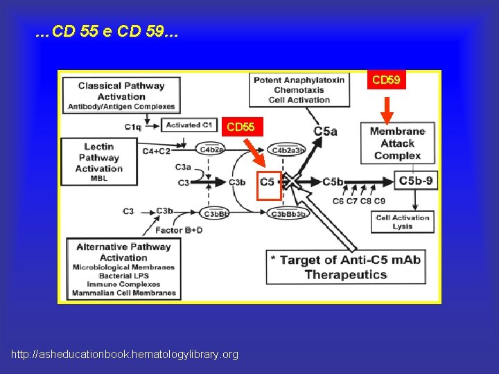 …CD 55 e CD 59… CD 59 CD 55 http: //asheducationbook. hematologylibrary. org 