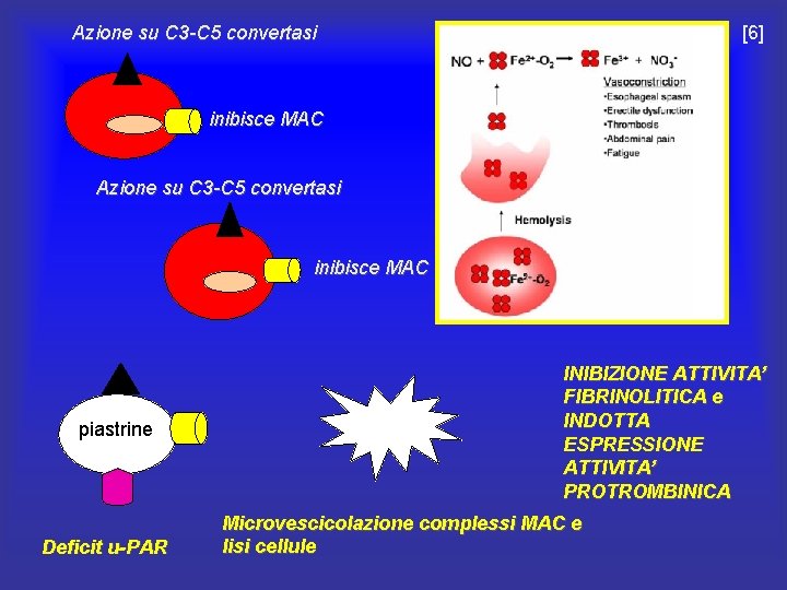 Azione su C 3 -C 5 convertasi [6] inibisce MAC Azione su C 3