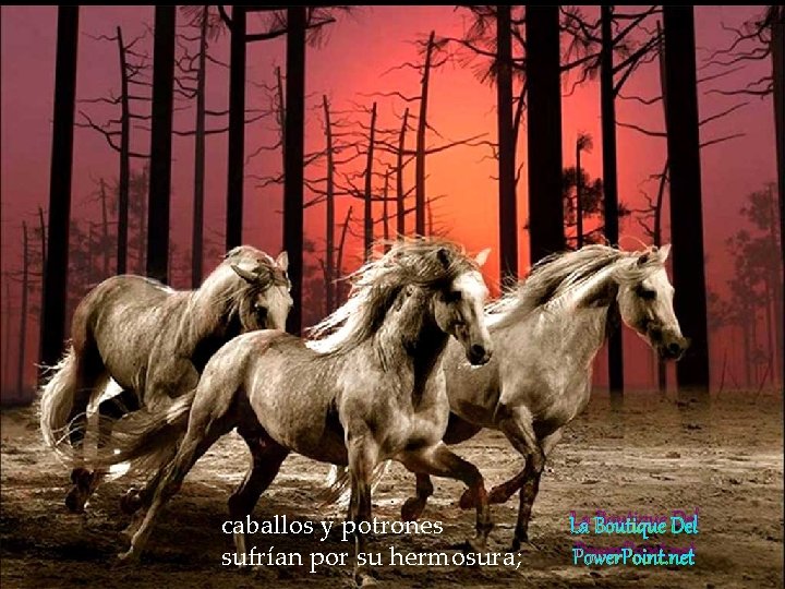 caballos y potrones sufrían por su hermosura; La Boutique Del Power. Point. net caballos y potrones sufrían por su hermosura; La Boutique Del Power. Point. net