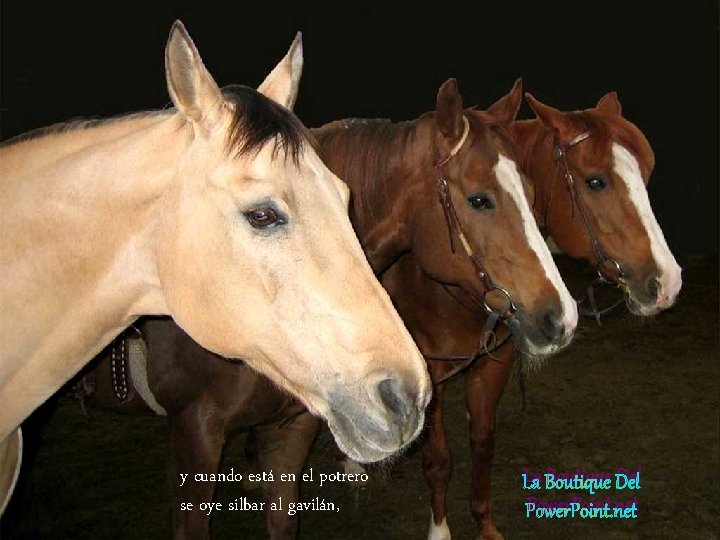 y cuando está en el potrero se oye silbar al gavilán, La Boutique Del y cuando está en el potrero se oye silbar al gavilán, La Boutique Del