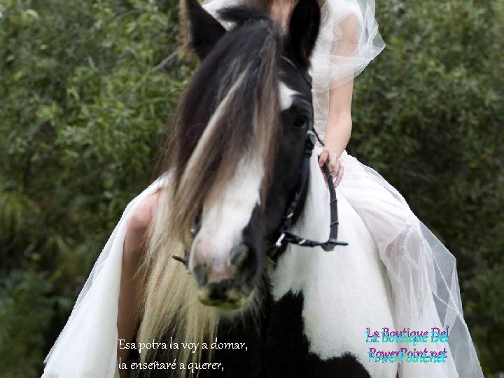 Esa potra la voy a domar, la enseñaré a querer, La Boutique Del Power. Esa potra la voy a domar, la enseñaré a querer, La Boutique Del Power.