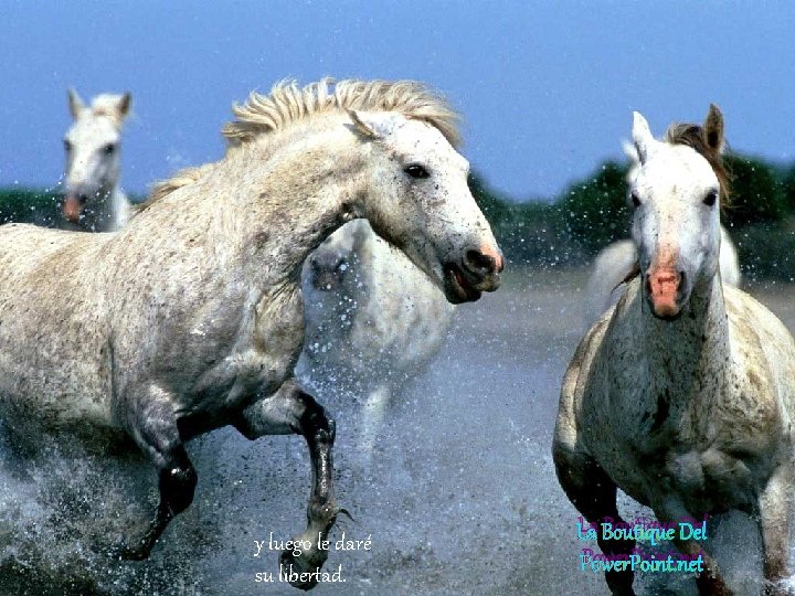 y luego le daré su libertad. La Boutique Del Power. Point. net y luego le daré su libertad. La Boutique Del Power. Point. net