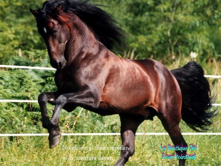 No quiere el freno morder, ni la montura llevar, La Boutique Del Power. Point. No quiere el freno morder, ni la montura llevar, La Boutique Del Power. Point.
