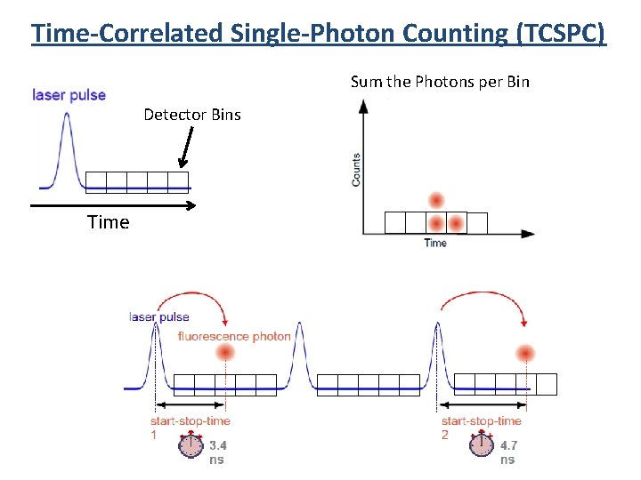 Time-Correlated Single-Photon Counting (TCSPC) Sum the Photons per Bin Detector Bins Time 