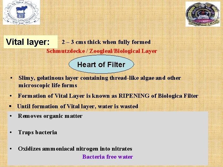 Vital layer: 2 – 3 cms thick when fully formed Schmutzdecke / Zoogleal/Biological Layer