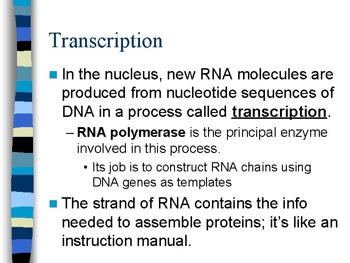 Transcription n In the nucleus, new RNA molecules are produced from nucleotide sequences of