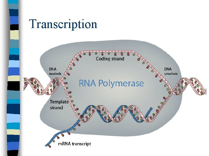 Transcription 