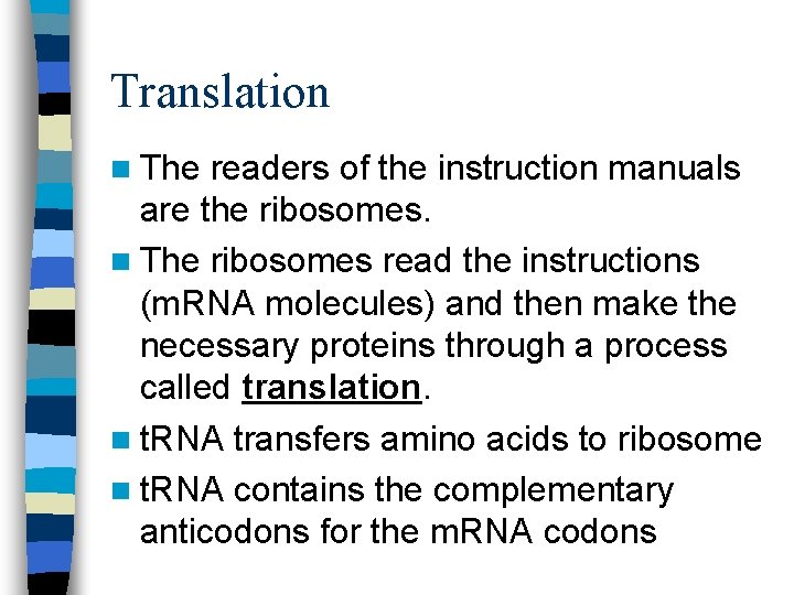 Translation n The readers of the instruction manuals are the ribosomes. n The ribosomes