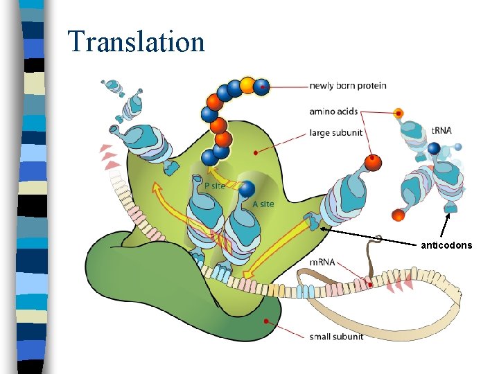 Translation anticodons 