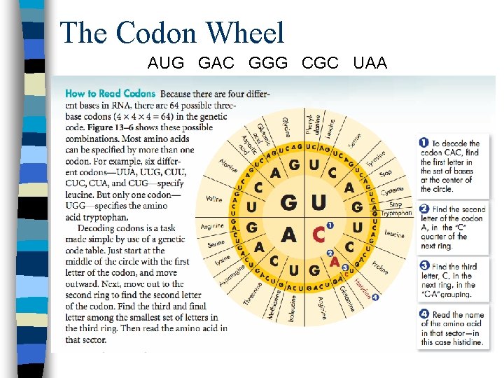 The Codon Wheel AUG GAC GGG CGC UAA 