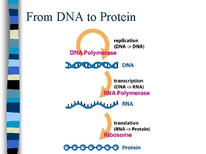 From DNA to Protein 