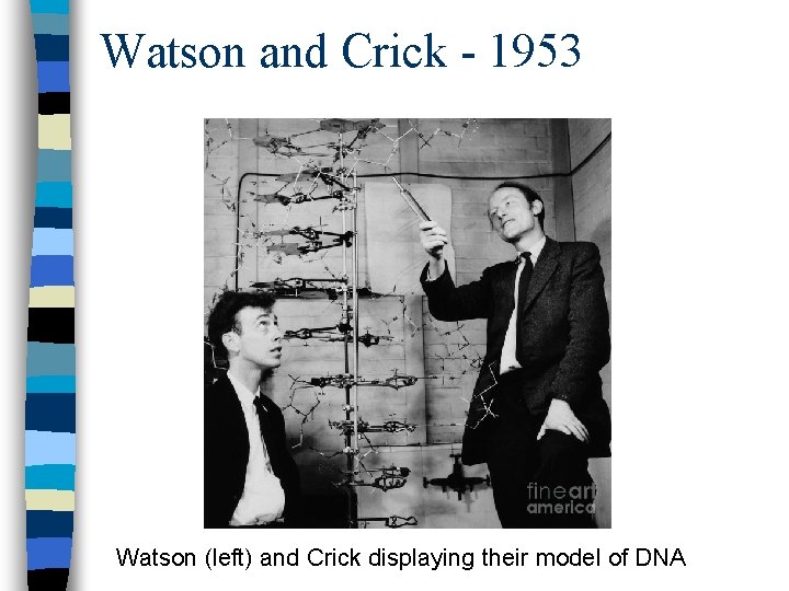 Watson and Crick - 1953 Watson (left) and Crick displaying their model of DNA