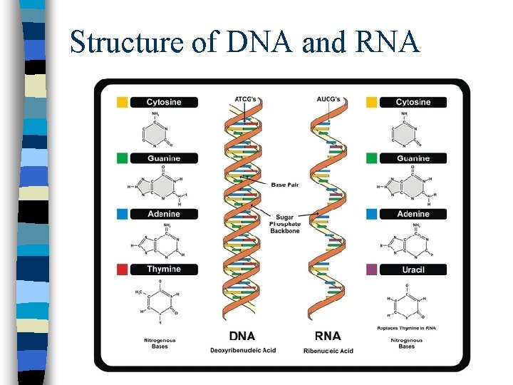 Structure of DNA and RNA 