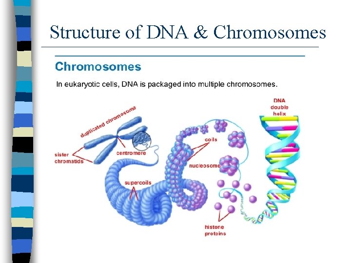 Structure of DNA & Chromosomes 