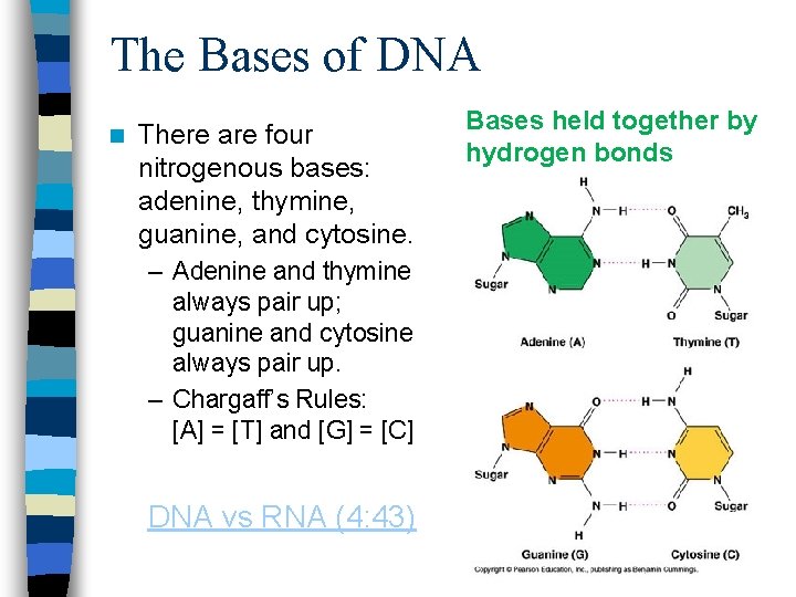 The Bases of DNA n There are four nitrogenous bases: adenine, thymine, guanine, and