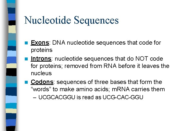 Nucleotide Sequences Exons: DNA nucleotide sequences that code for proteins n Introns: nucleotide sequences