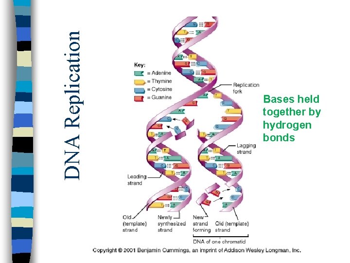 DNA Replication Bases held together by hydrogen bonds 