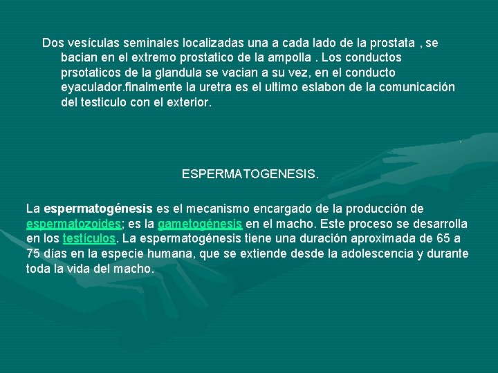 Dos vesículas seminales localizadas una a cada lado de la prostata , se bacian